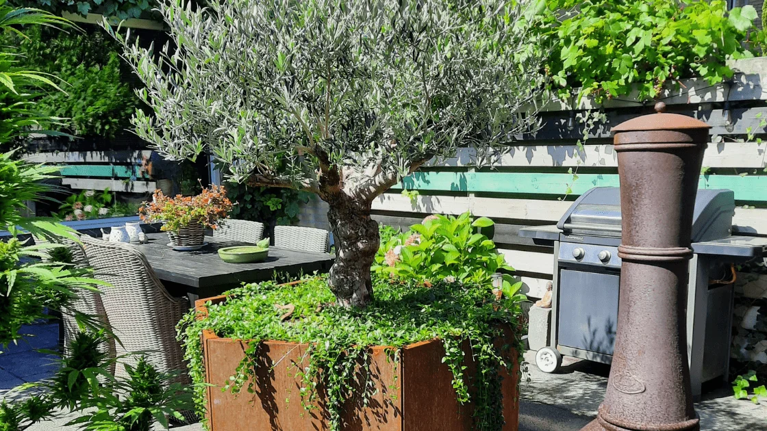 Olívový strom v veľkej kvetináči: ako si vybrať správny kvetináč a tipy na starostlivosť